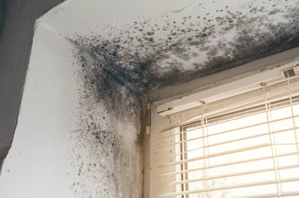 Affordable Mold Cleanup solutions in Dumont, NJ